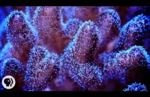 Czego sie dowiemy jeśli prześwietlimy koralowiec silnym laserem