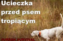 Ucieczka przed psem tropiącym #Urban survival