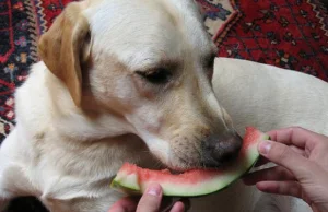 Które owoce można dawać psom
