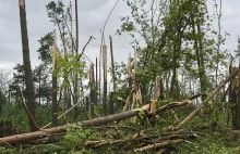 Lasy Państwowe - straciliśmy 30 tys. hektarów lasów