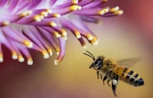 26 ciekawostek o pszczołach
