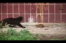 szczury vs koty