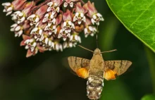 Czy w Polsce żyją kolibry?