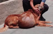 Aresztowano byłą właścicielkę porzuconego psa z 21-kilogramowym guzem