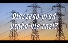 DLACZEGO PTAKA PRĄD NIE RAZI?