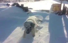 Szukanie psa nad ranem po burzy śnieżnej