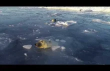 Bawiące się dwa niedźwiedzie polarne