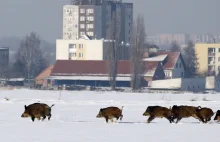 Dziki zwierz w wielkim mieście