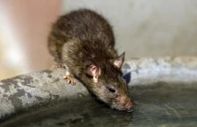 Ludobójstwo szczurów w Paryżu