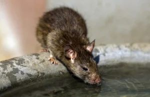 Ludobójstwo szczurów w Paryżu
