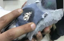 Policja przechwyciła gołębia z 200 pigułkami ecstasy w plecaku