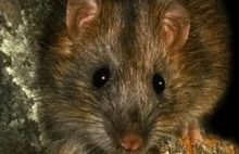 Szczury odgryzły jej głowę: tragedia w Łopienniku Podleśnym