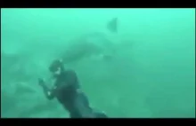 Żarłacz Biały uderza w głowę nurka od tyłu