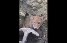 Ratowanie młodego kojota, który utknął w dziurze