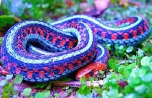 10 węży, które musisz zobaczyć zanim cię ugryzą - Świat