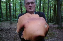 Największy grzyb w Polsce .Znaleziony w Gdyni 2 kg żywej wagi , zdrowy okaz
