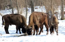 Żubry online: Kamera w lasach pod Białowieżą (transmisja online