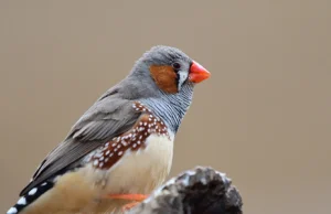 Eksperyment modyfikacji pamięci przeprowadzony na ptakach