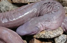 Naukowcy odkryli węża, który wygląda jak penis