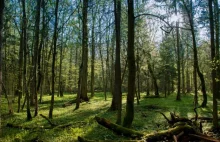 Chrońmy Puszczę Białowieską w formie parku narodowego - apelują naukowcy