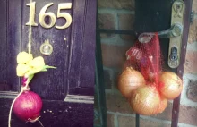 Po wczorajszym wydarzeniu Australijczycy masowo wyciągają cebule z domów