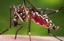 Wirus Zika prawdopodobnie roznoszą pospolite komary z rodzaju Culex.