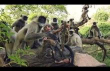 Małpy opłakują „śmierć” zrobotyzowanej małpy szpiegowskiej