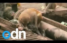 Bohaterska małpa reanimuje inna małpę