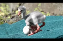 Pisklęta flaminga uczą się chodzić