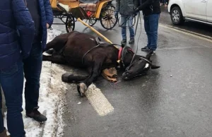 Przerażające zdjęcia turysty z Zakopanego. Koń staranował małe dziecko |...