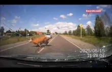 Zwierzęta na drodze