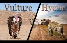 Vulture vs Hyena ||| RAP BATTLE ||| - Series 3