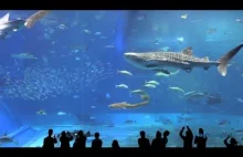 Ogromne akwarium morskie na dwugodzinnym filmie.