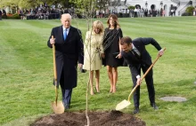 Trump z Macronem zasadzili drzewko. Zniknęło po... czterech dniach.