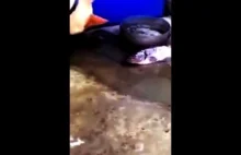 Śmieszny piesek ratuje ryby
