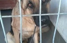 Odnalazł się właściciel psa przywiązanego do kamienia w Sanie