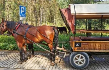 Wypadek dorożki. Od fiakra czuć było alkohol