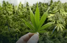 Marihuana będzie legalna w Polsce. Ustawę poparło 64% posłów.