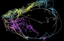 Korona cierniowa. Wykryto trzy neurony mózgu, w których tkwi samoświadomość FOTO