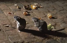 Szczury podbijają świat