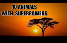 10 ANIMALS WITH...