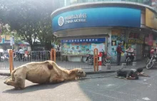 Chińscy żebracy "zatrudnili" amputowane wielbłądy