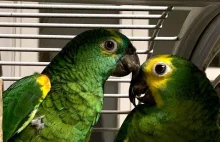 Posłuszne papugi amazonki niebieskoczelne.