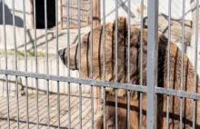 Niedźwiedzica odsiaduje wyrok z przestępcami. Spędzi w więzieniu resztę życia
