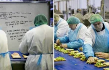 Jak wygląda praca polskich imigrantów w fabryce kanapek? Niesmacznie -...