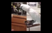 Zabawa z papugą