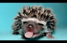 Cute And Funny Hedgehog Compilation NEW