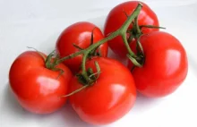 Cudowny lek z pomidora
