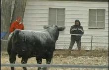 "When bulls go wild" - czyli łapanie mocno wnerwionego byka