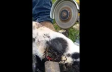 Dobry człowiek pomaga owcy w cierpieniu ucinając wbijające się rogi w żuchwo